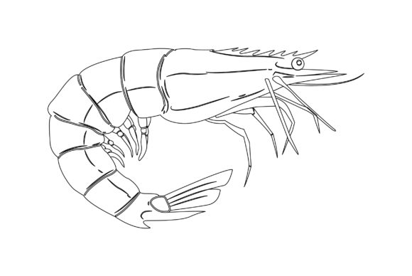 Shrimp Vector Design Outline: Graphics & Illustrations for Crafters